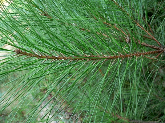 {Pinus taeda}